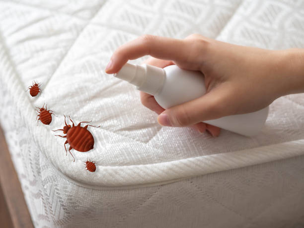 Best Ant Control Services  in Temple Hills, MD