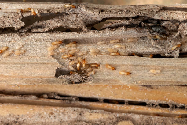 Best Wildlife Control Services  in Temple Hills, MD