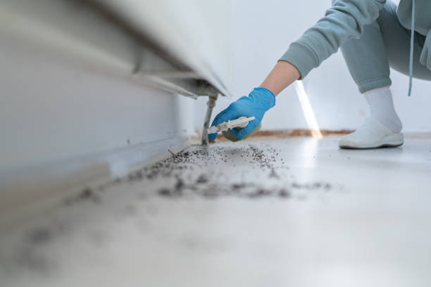 Best Local Pest Control Services  in Temple Hills, MD